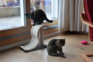 Lulu-Bella_20170208_0012_klein