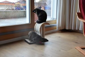 Lulu-Bella_20170208_0013_klein