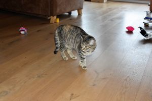 Lulu_20170208_0001_klein