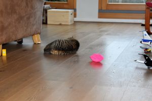 Lulu_20170208_0003_klein