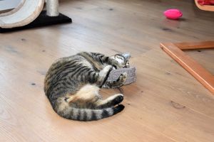 Lulu_20170208_0005_klein