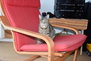 Lulu_20170208_0009_klein