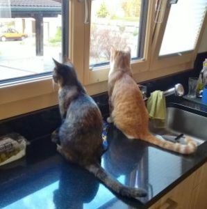 Luna-Tommy_20151110_0002_klein