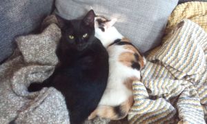 Mefisto-Pamina_20170131_0001_klein