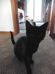 Mefisto-Pamina_20170131_0002_klein