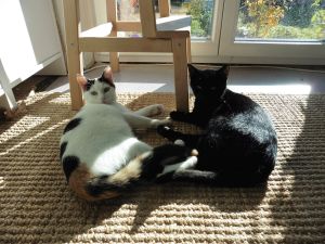 Mefisto-Pamina_20170131_0004_klein