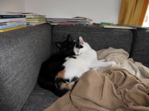 Mefisto-Pamina_20170131_0005_klein