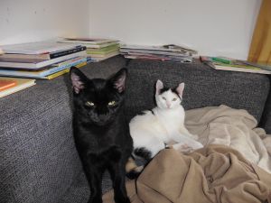 Mefisto-Pamina_20170131_0006_klein