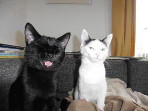 Mefisto-Pamina_20170131_0007_klein