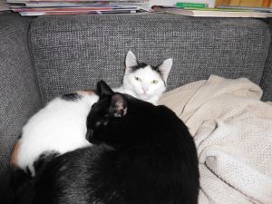 Mefisto-Pamina_20170131_0008_klein