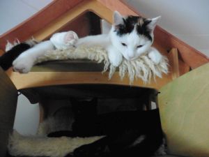 Mefisto-Pamina_20170131_0009_klein