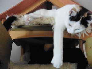 Mefisto-Pamina_20170131_0010_klein