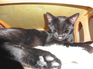 Mefisto_20170131_0002_klein