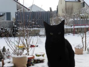 Mefisto_20170131_0003_klein