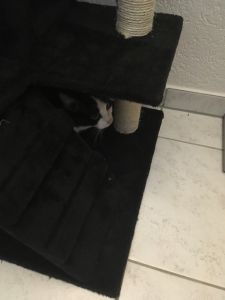 Mogli_20161206_0002_klein