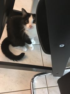 Mogli_20161206_0003_klein