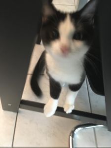 Mogli_20161206_0004_klein