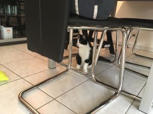 Mogli_20161206_0005_klein