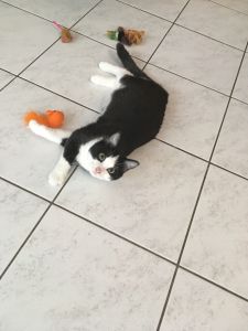 Mogli_20161206_0007_klein