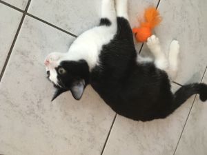 Mogli_20161206_0008_klein