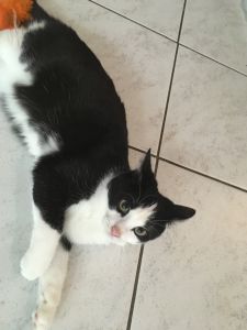 Mogli_20161206_0009_klein