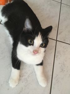 Mogli_20161206_0010_klein