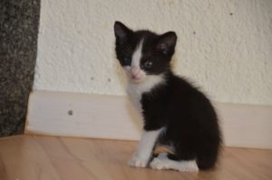 moritz_20160913_0003_680