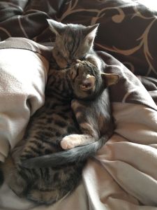 Murphy-Chipsy_20161225_0001_klein