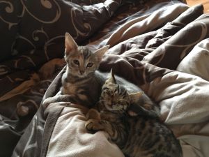 Murphy-Chipsy_20161225_0003_klein