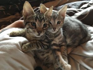 Murphy-Chipsy_20161225_0004_klein