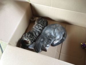 Murphy-Chipsy_20161225_0005_klein