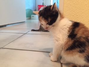 nila_20161129_0001_klein