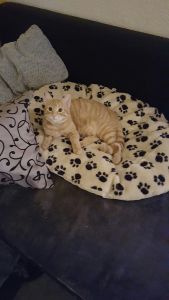 Nilo_20161206_0001_klein