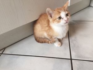 osiris_20161129_0002_klein