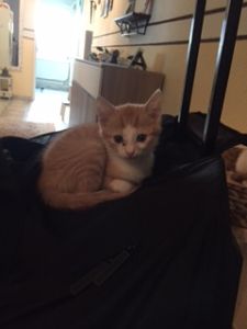 osiris_20161129_0004_klein