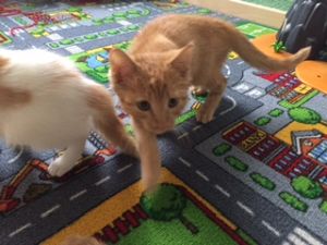 ra_20161129_0001_300