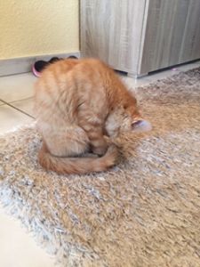 ra_20161129_0002_klein