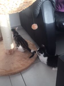 Sancho-Pancho_20151115_0002_klein