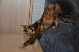 sharani_20161010_0004_680