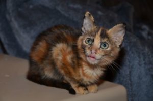 sharani_20161010_0020_680