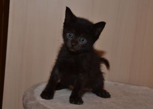 shirkan_20161009_0004_1_klein