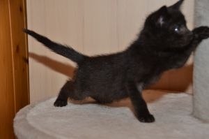 shirkan_20161009_0005_klein