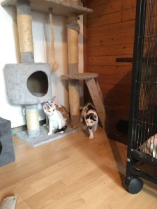 Shorties_20160917_0001_klein