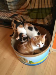 Shorties_20160917_0003_klein