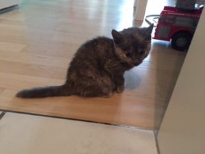 shy_20161129_0001_klein