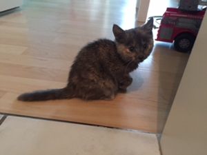 shy_20161129_0002_klein