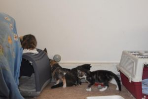 siebenzwerge_20160905_0001_klein