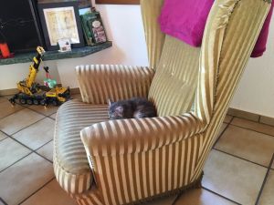 Slaw_20161209_0001_klein