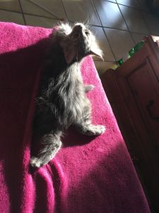 Slaw_20161209_0002_klein