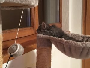 Slaw_20161225_0001_klein